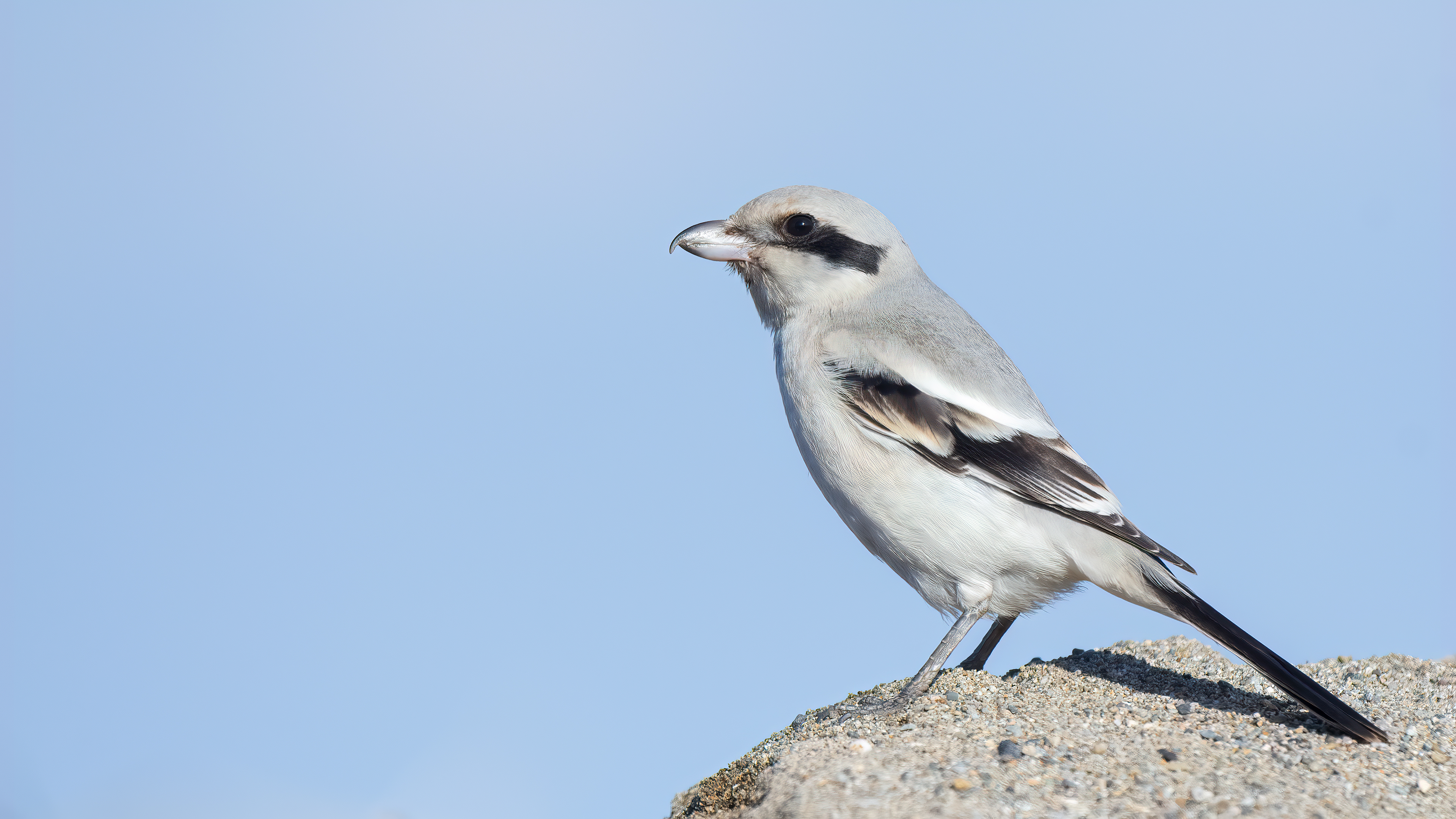 Great Gray Shrike